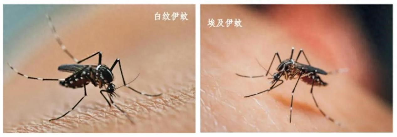 图片来源:云南疾控 图片来源:云南疾控