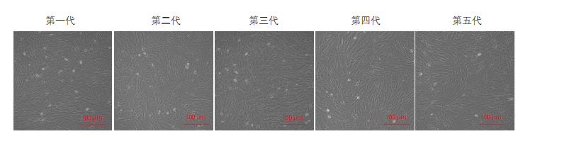 间充质干细胞培养图 间充质干细胞培养图