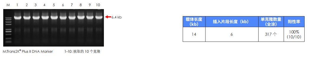 14 kb 长载体成功组装 14 kb 长载体成功组装