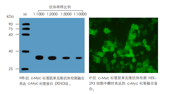 数据展示 数据展示