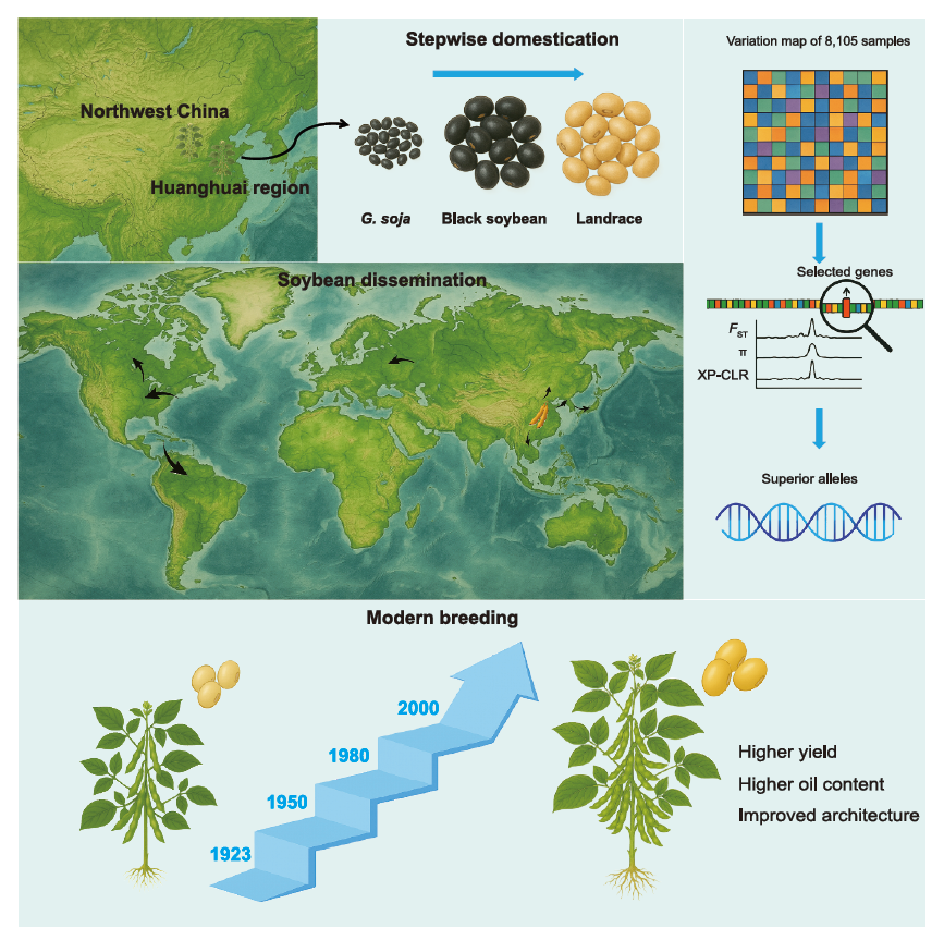 大豆的驯化、传播与改良过程