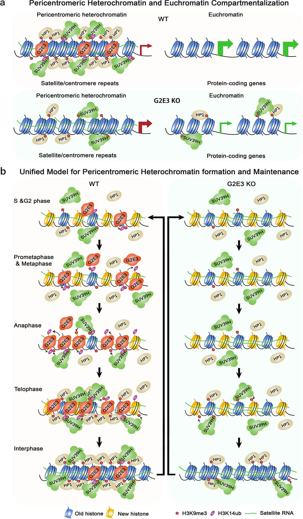 关于着丝粒周围异染色质和常染色质区室化及形成的工作模型