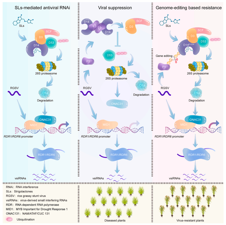 独脚金内酯信号介导水稻抗病机制及病毒反防御机制模式图