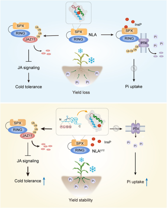 NLA 及其新变体 NLAΔ12 调控玉米耐冷性、磷吸收效率和产量稳定性工作模型