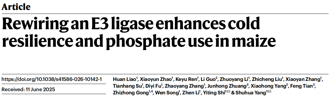 Rewiring an E3 ligase enhances cold resilience and phosphate use in maize