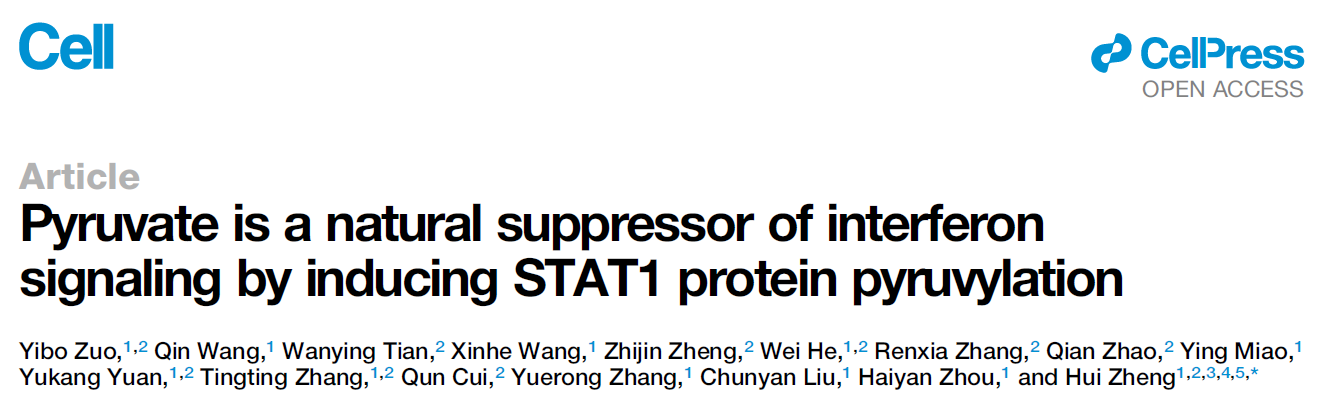Pyruvate is a natural suppressor of interferon signaling by inducing STAT1 protein pyruvylation