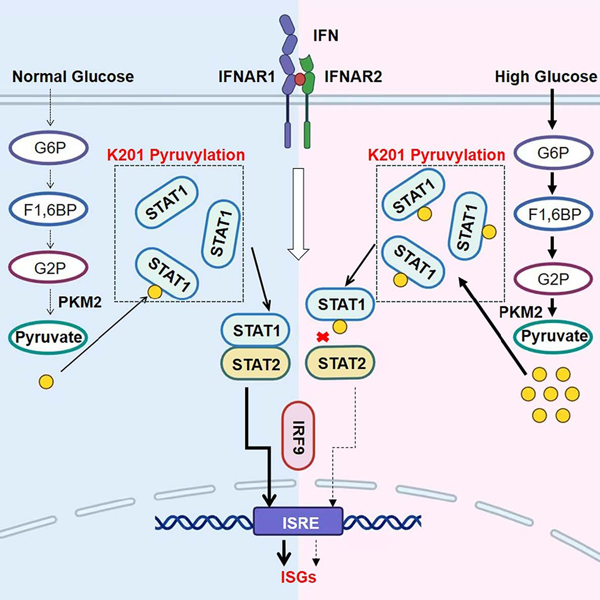 STAT1 蛋白丙酮酸化修饰抑制 IFN-I 抗病毒免疫力