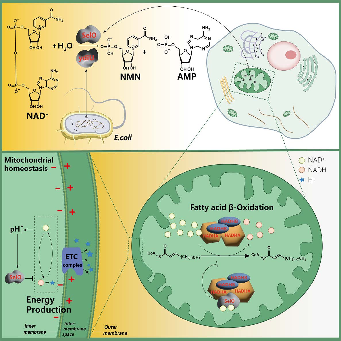 阐明 SelO 维持线粒体稳态机制