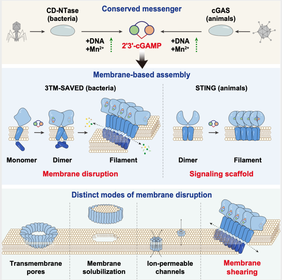 2'3'-cGAMP介导的多样性免疫机制