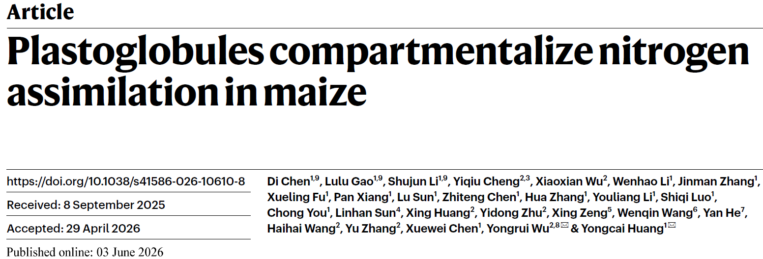 Plastoglobules Compartmentalize Nitrogen Assimilation in Maize Plastoglobules Compartmentalize Nitrogen Assimilation in Maize