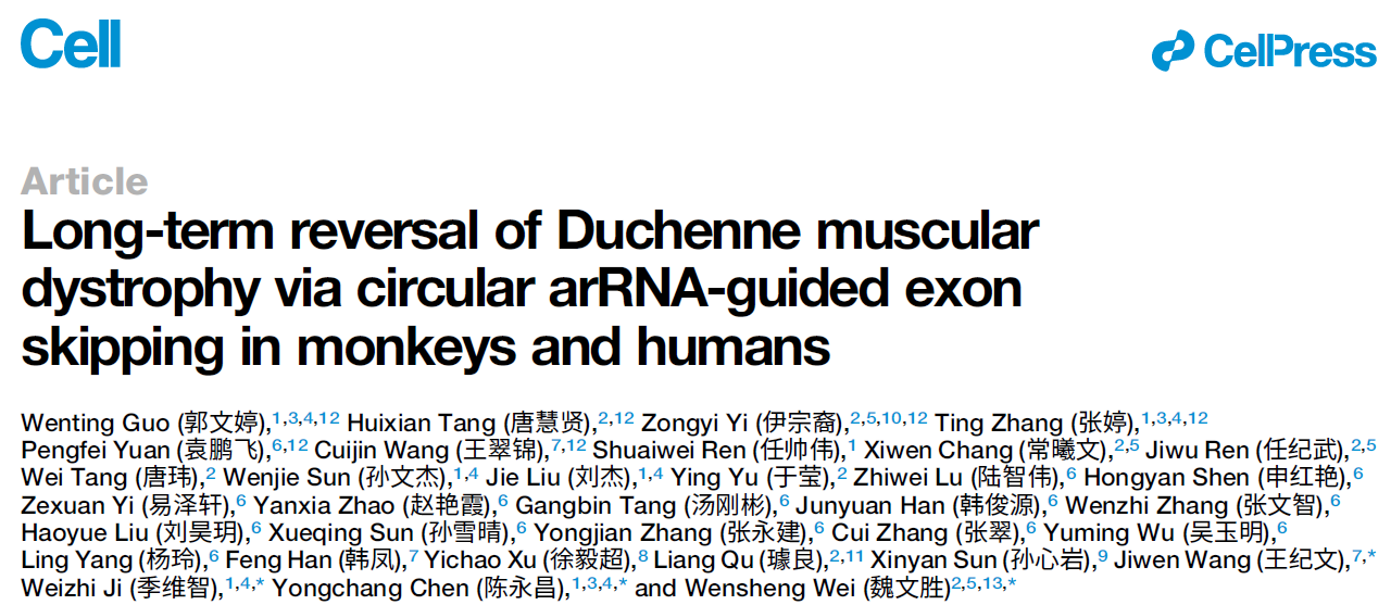 Long-Term Reversal of Duchenne Muscular Dystrophy via Circular arRNA-Guided Exon Skipping in Monkeys and Humans Long-Term Reversal of Duchenne Muscular Dystrophy via Circular arRNA-Guided Exon Skipping in Monkeys and Humans