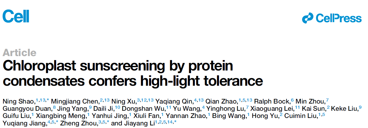 Chloroplast sunscreening by protein condensates confers high-light tolerance