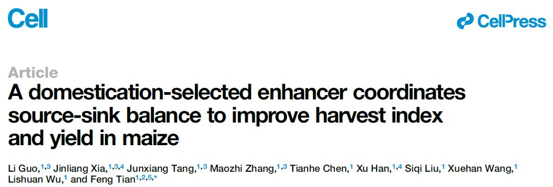 A domestication-selected enhancer coordinates source–sink balance to improve harvest index and yield in maize