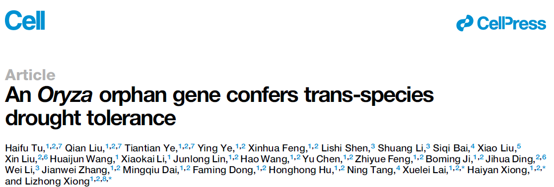 An Oryza orphan gene confers trans-species drought tolerance